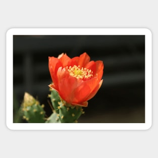 Red flower Sticker